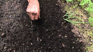 How to sow a seed directly into garden [upl. by Retha107]