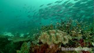 Bogyo Reef Raja Ampat [upl. by Llerehc]