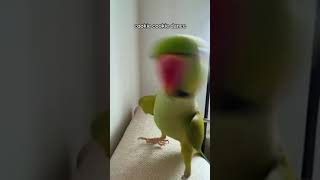 green parrot 🦜 cookie cookie dance 😘😘 [upl. by Telocin]