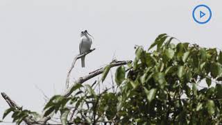 Listen to the worlds loudest bird deafening call [upl. by Osnofledi]