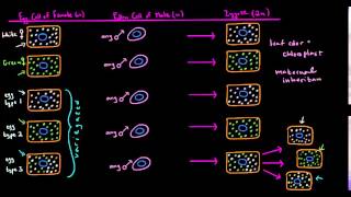 Extranuclear Inheritance Part 2 [upl. by Mesics]