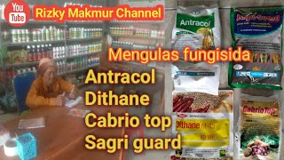 Mengulas fungisida Antracol Dithane sagri guard dan Cabrio top Untuk penjagaan tanaman dimusim hujan [upl. by Amle]