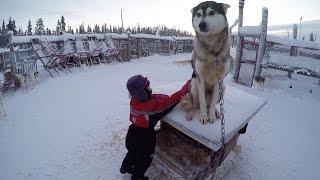 LAPONIE VLOG • Balade en CHIENS DE TRAINEAU avec Athena TROP FUN   Studio Bubble Tea [upl. by Ibed24]