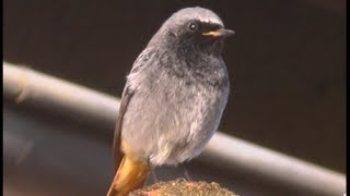 Rougequeue noir  Black Redstart  Hausrotschwanz  Phoenicurus ochruros [upl. by Cicero]