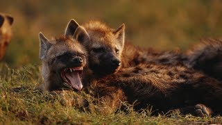 Grandes documentales  Cazadores de África Supervivientes de la llanura [upl. by Mala]