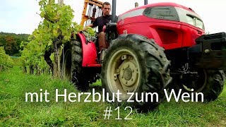 mit Herzblut zum Wein Vlog 12  Herbsttage und vom Rebstock bis in den Keller [upl. by Inaluahek]