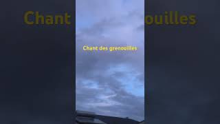 Chant des grenouilles 🐸the songs of frogs 🐸 Qīngwā zhī gē shortsviral [upl. by Ttekcirc151]