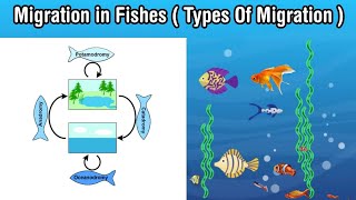 Migration in fishes  types of fish migration in Hindi [upl. by Shepperd]