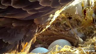 Decorah North Eagles 🥚 🥚 Close Up Of The Two Eggs 🥚🥚 20240220 [upl. by Haldane]