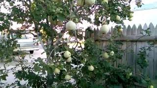 Arbol De Membrillo Quince Tree [upl. by Hendren186]