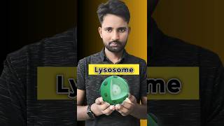 Lysosome Suicide Bag in Human Cell  LearnWithAnuragSir viralvideo trending shorts fact [upl. by Hinkle]