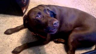 Chocolate Lab Dog Talks [upl. by Fanya]