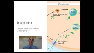 Signal Transduction in Plants [upl. by Hayden]