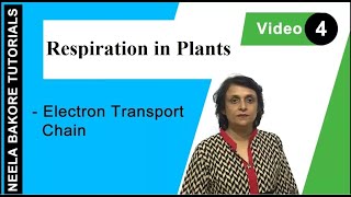 Respiration in Plants  NEET  Electron Transport Chain  Neela Bakore Tutorials [upl. by Eiruam845]