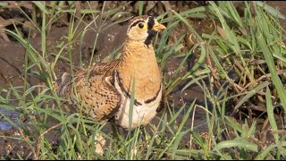 Blackfaced Sandgrouse in Kenya [upl. by Arreit692]