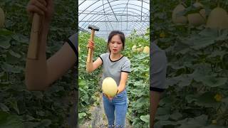 Sweet Delicious Melon Harvesting from Farm by Rural Farmer shorts satisfying youtubeshorts [upl. by Kceb]