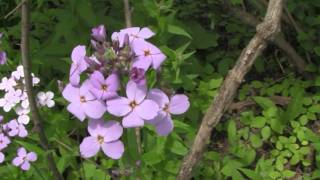 Dames Rocket identification of the Wisconsin Invasive Species Hesperis matronalis [upl. by Aracot553]