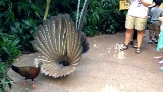 Great Argus Pheasant Mating Dance argusianus argus [upl. by Annabal671]