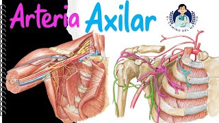 Arteria Axilar ‐ Fácil y Didáctico [upl. by Safier384]