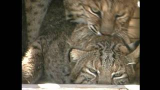 BOBCATS BREEDINGMARCH 2010wmv [upl. by Spanos]