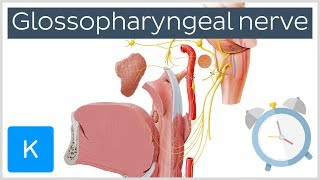 Glossopharyngeal Nerve Overview in 5 minutes  Human Anatomy  Kenhub [upl. by Jamnis]