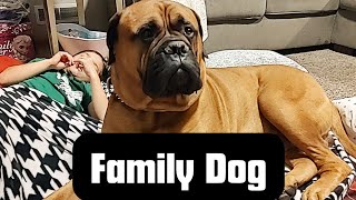 The Bullmastiff  A Great Family Dog [upl. by Idham]