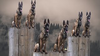 Belgian Malinois The Insane Superhero Dog [upl. by Biagi876]