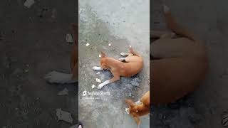 Two baby dogs are hungary chote bache kutte ke [upl. by Sophey]