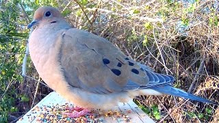 Mourning Dove Song Coo Call Sounds  Amazing CloseUp [upl. by Southard]