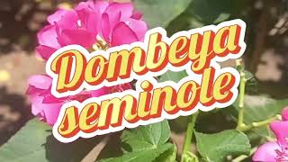 Dombeya seminole dombeya kapas tanamanhias pohon plants garden video pink [upl. by Pratt]