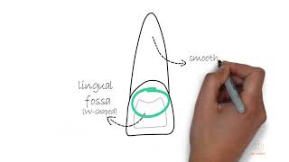 Permanent Maxillary Central Incisor [upl. by Ahsyad922]