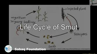 Life Cycle of Smut Biology Lecture  Sabaqpk [upl. by Aihsatsan]