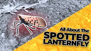 All About the Spotted Lanternfly amp How to Get Rid of Them [upl. by Siednarb]