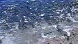 Capelin in Newfoundland Canada [upl. by Eicram]