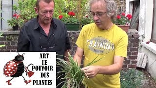 chaine tv de Jardinage carex oshimensis Comment faire la Culture et division Plante vivace [upl. by Ilocin735]