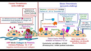 Endothelial Function in Hemostasis [upl. by Hpotsirhc]