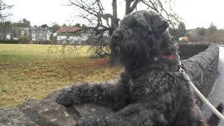 Bouvier Des Flandres Alert Allways [upl. by Ketchan235]