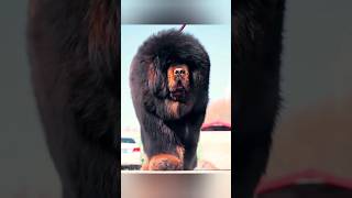 Biggest dog in the world biggestdogs tibetanmastiff dogs mastiff doglover shorts viraldogs [upl. by Adyan]