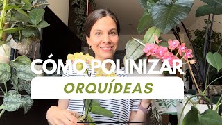 Cómo polinizar orquídeas proceso completo y explicación de las partes de la flor [upl. by Jeuz448]