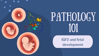 Pathology 101  IGF2 and fetal development [upl. by Enirac]