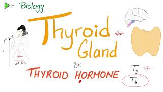 The Thyroid Gland and the Thyroid Hormone T3 amp T4  Endocrine System [upl. by Hahn]