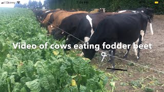 Cows Grazing Fodder Beet Cattle Eating Fodder Beet Crops FARM LIFE NZ [upl. by Clover]