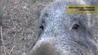 Wild boar closeup [upl. by Oigolue792]