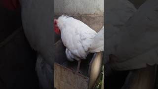 Leghorn Chicken Laying An Egg Live [upl. by Lua65]