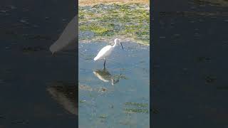 Otra ave caminando tranquila por la vida garceta Pontevedra shorts birdwatching galicia fauna [upl. by Alih354]