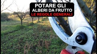 POTATURA ALBERI DA FRUTTO VEDIAMO LE REGOLE GENERALI PER POTARE [upl. by Catlee]