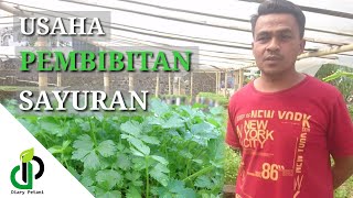 CERITA SUKSES PENGUSAHA BIBIT SELEDRI  TUTORIAL CARA MENANAM SELEDRI  DIARY PETANI [upl. by Noni138]