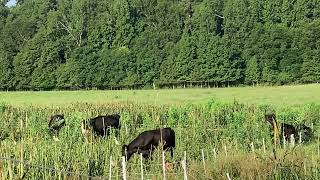 Do livestock cattle eat sunn hemp [upl. by Witt]