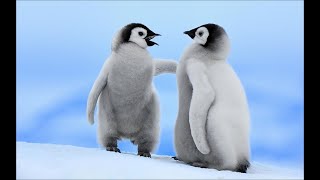 かわいい動物 ペンギンのひな鳥と靴下の冒険 Cute Animals Penguin Baby Bird and Socks Adventure [upl. by Lacefield]