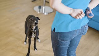 How to Train Your Dog Using a Clicker  The Battersea Way [upl. by Cruce]